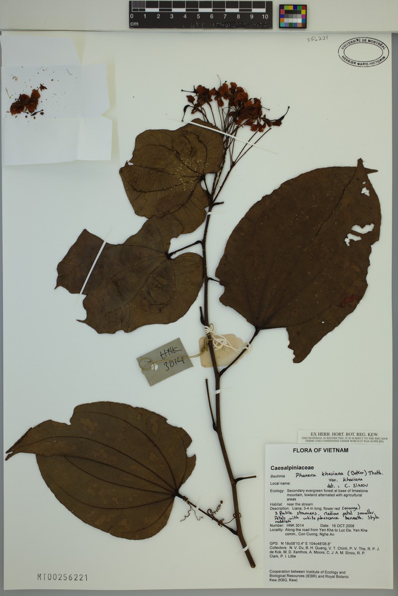 Phanera khasiana var. khasiana photo 2