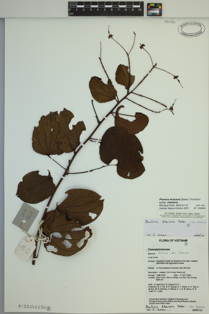 Phanera khasiana var. khasiana photo 3