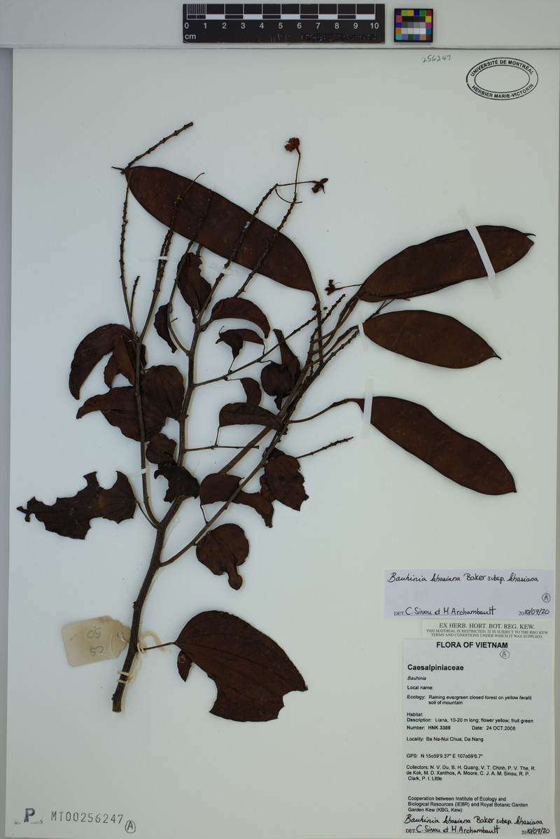 Phanera khasiana var. khasiana photo 4
