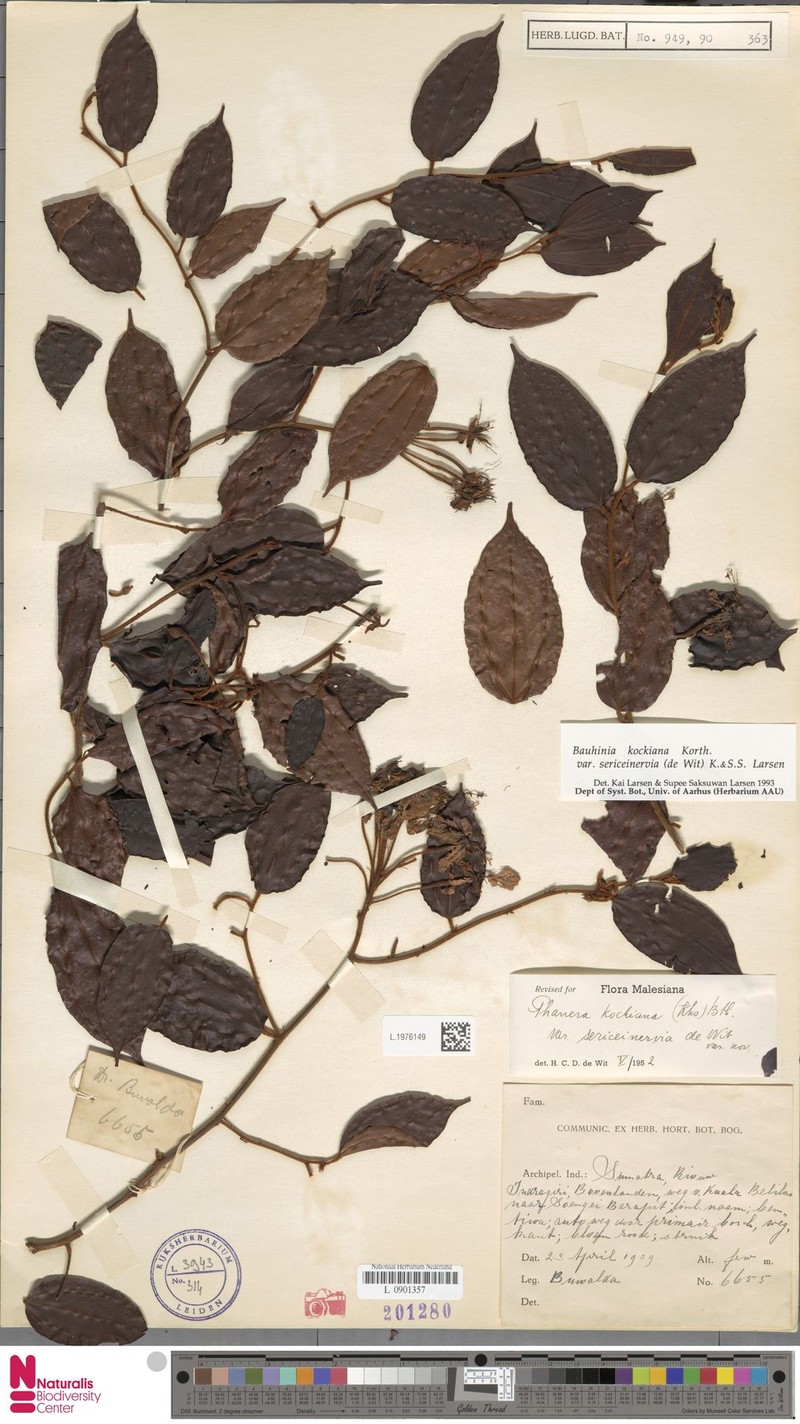 Phanera kockiana var. sericeinervia