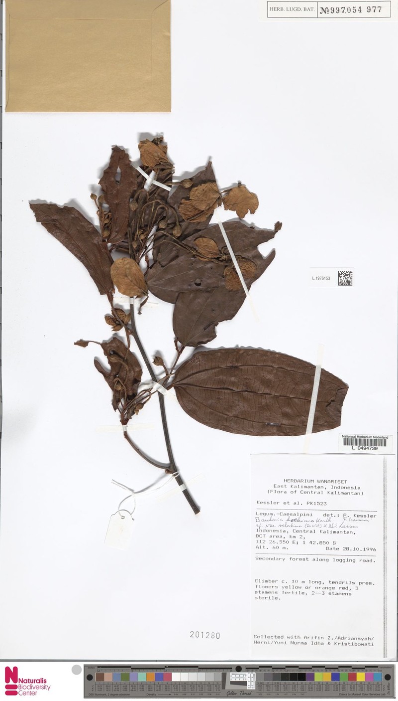 Phanera kockiana var. velutina