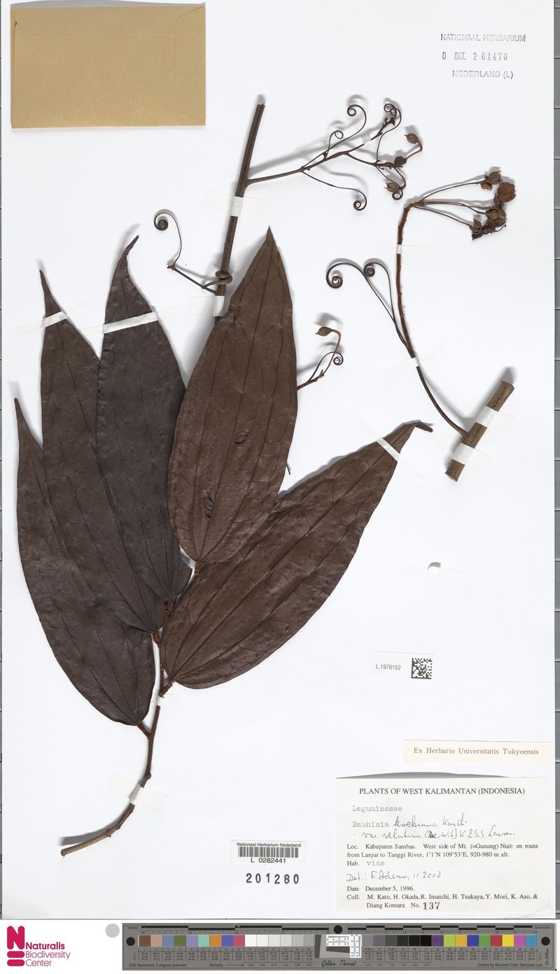 Phanera kockiana var. velutina photo 2
