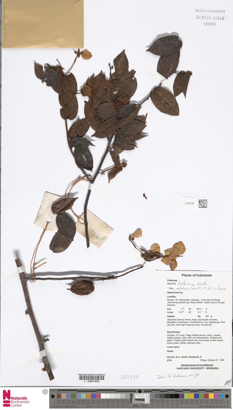 Phanera kockiana var. velutina photo 3