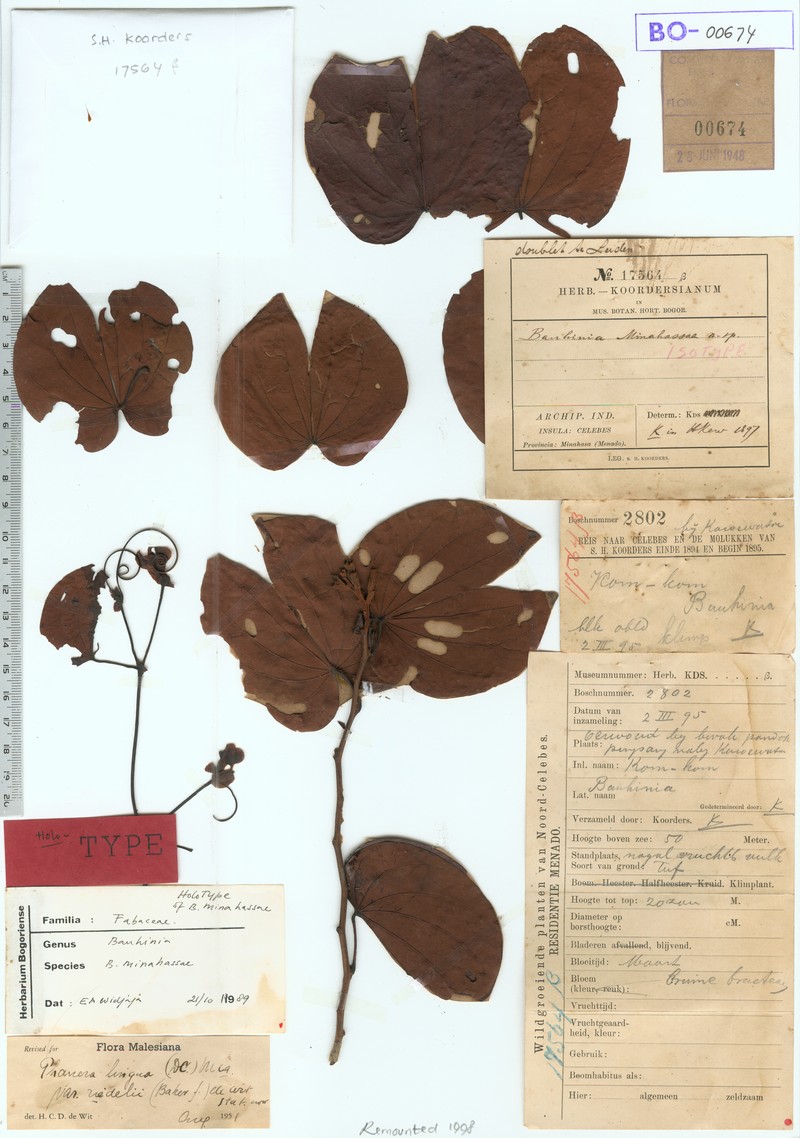Phanera lingua var. lingua