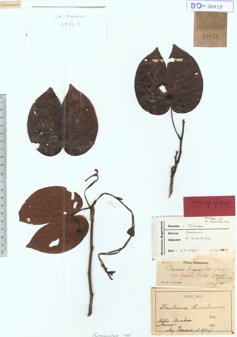 Phanera lingua var. lingua photo 2