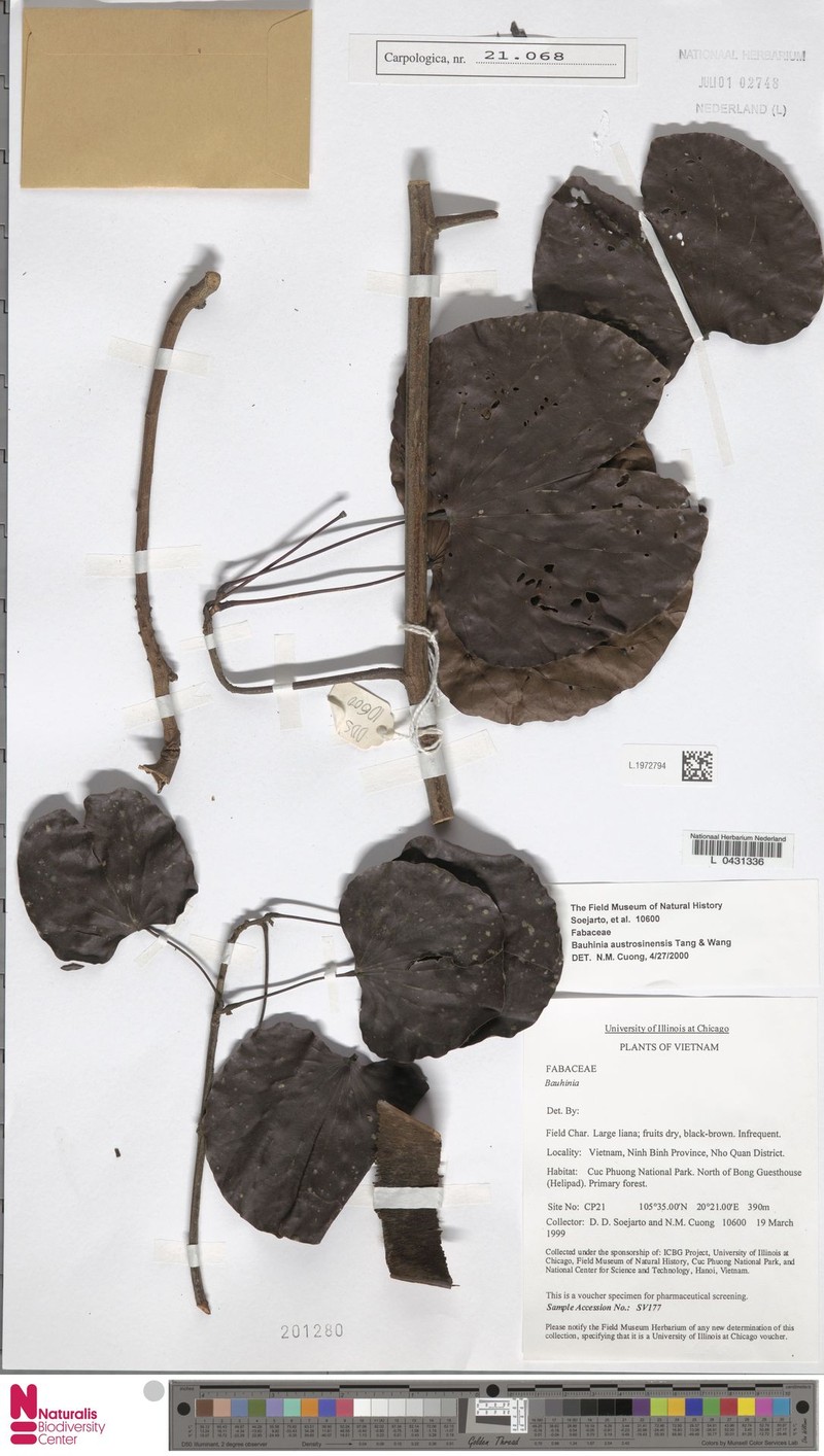 Phanera ornata subsp. ornata