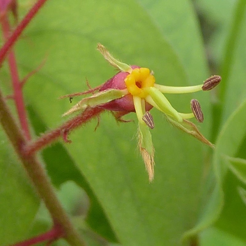 Phanera penicilliloba