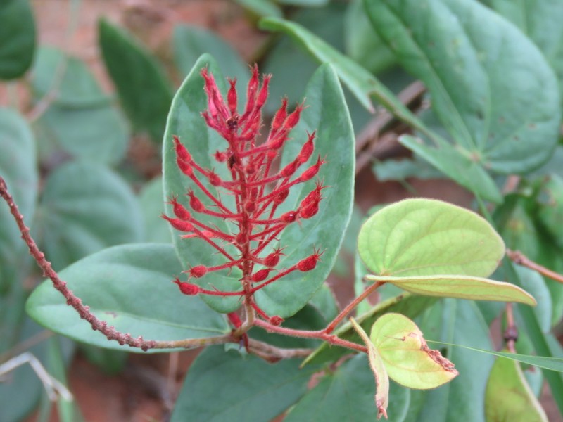 Phanera penicilliloba photo 2