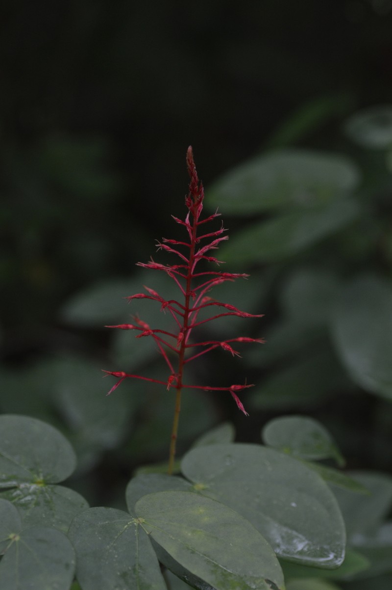 Phanera penicilliloba photo 3