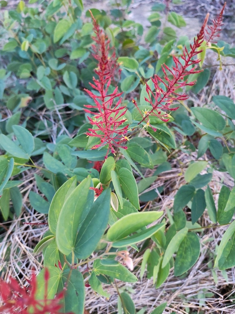 Phanera penicilliloba photo 5