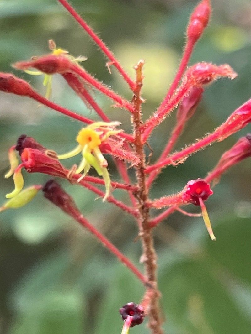 Phanera penicilliloba photo 6