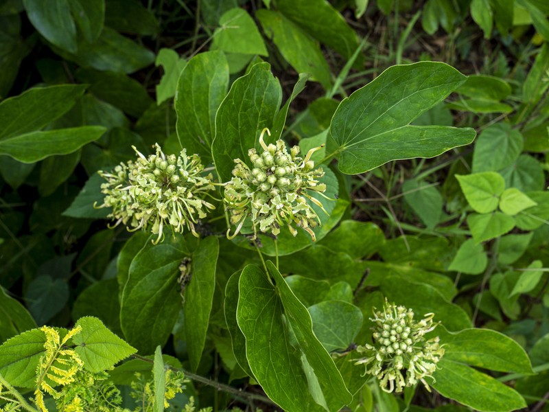 Phanera pulla photo 3