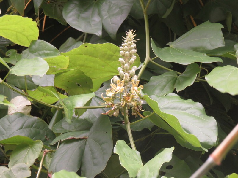 Phanera pulla photo 4