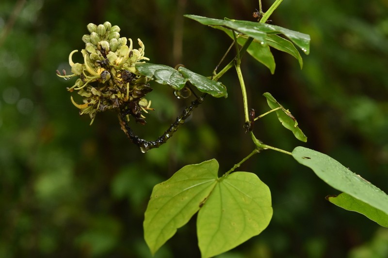 Phanera pulla photo 5