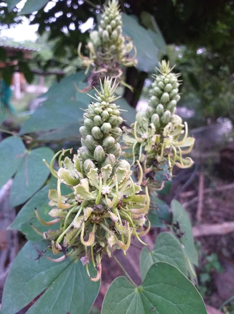 Phanera pulla photo 6