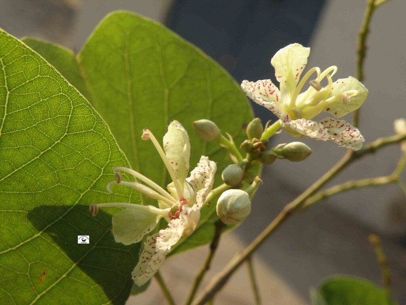 Phanera roxburghiana