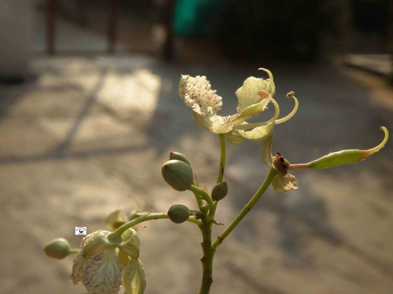 Phanera roxburghiana photo 2