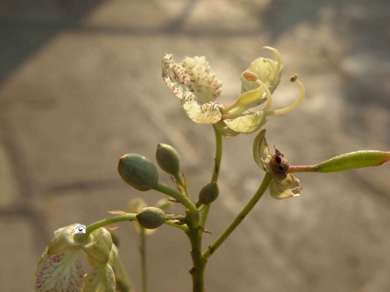 Phanera roxburghiana photo 3