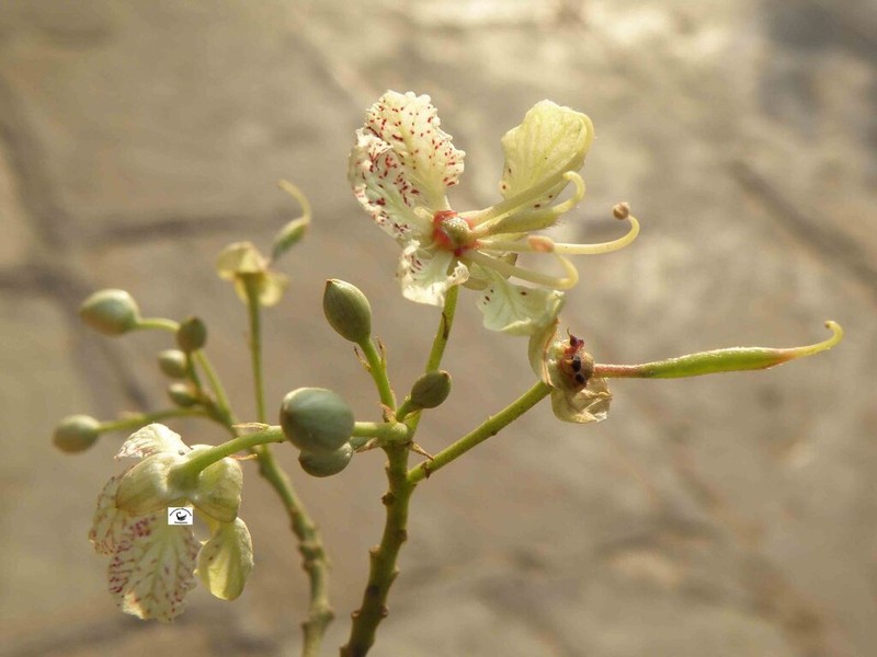 Phanera roxburghiana photo 4