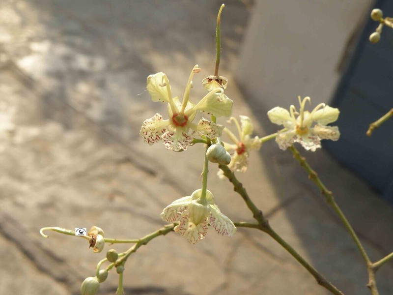 Phanera roxburghiana photo 5