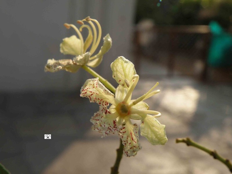 Phanera roxburghiana photo 6