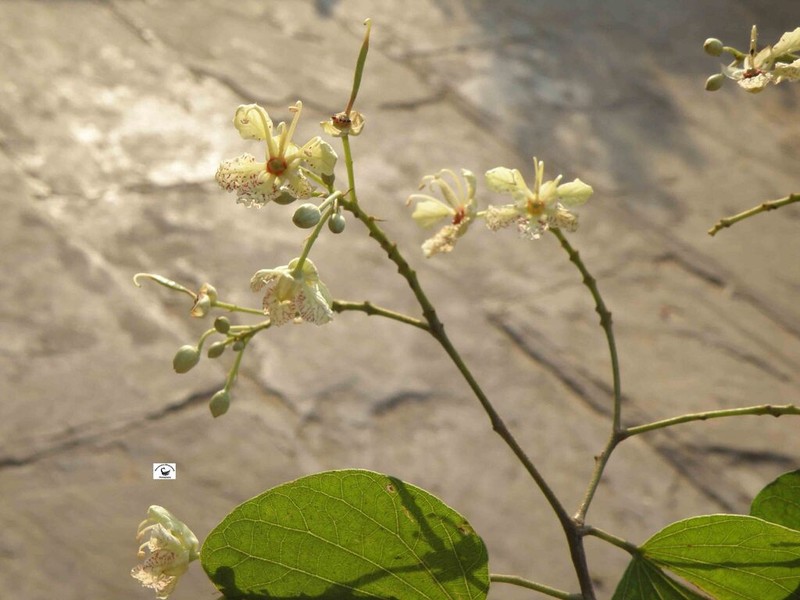Phanera roxburghiana photo 7