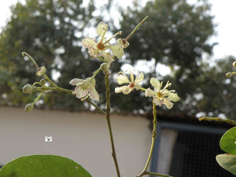Phanera roxburghiana photo 8