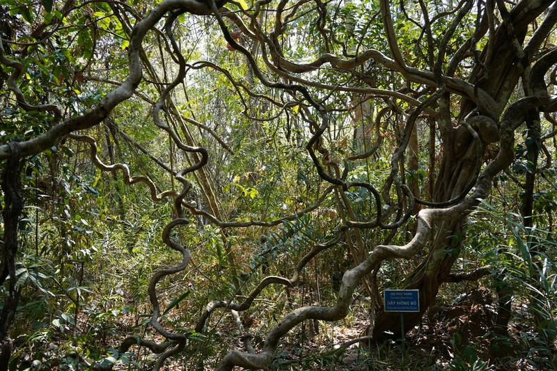 Phanera scandens