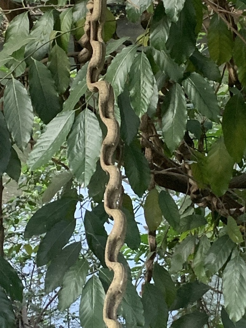 Phanera scandens photo 2