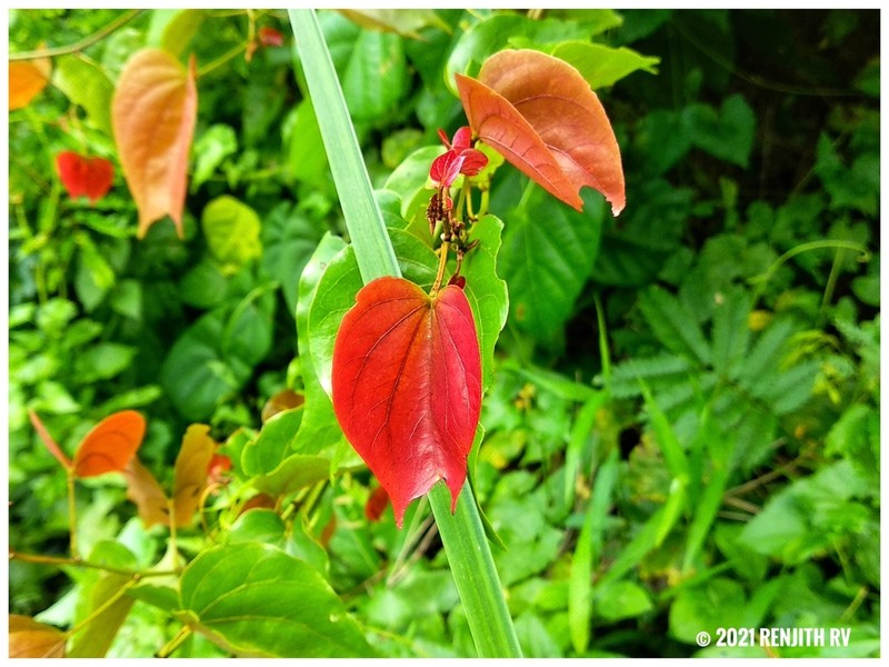 Phanera scandens photo 4