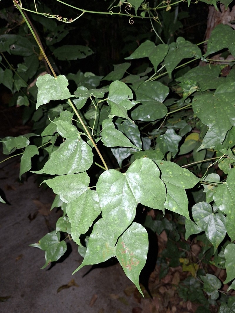 Phanera scandens photo 5