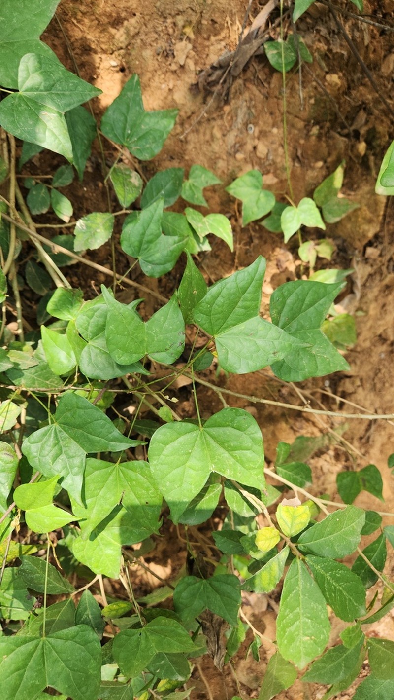 Phanera scandens photo 6