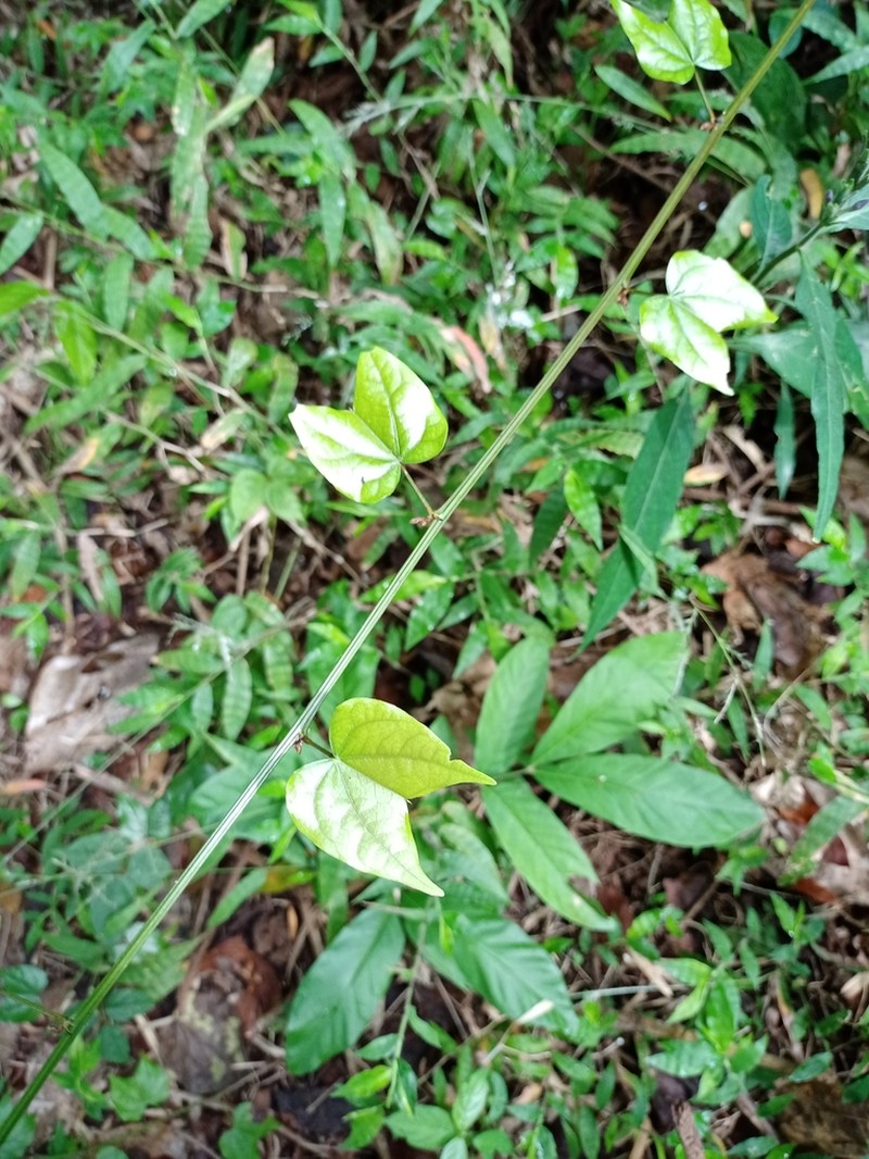 Phanera scandens photo 7