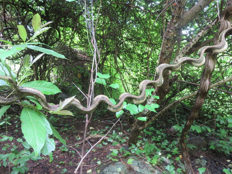 Phanera scandens photo 8