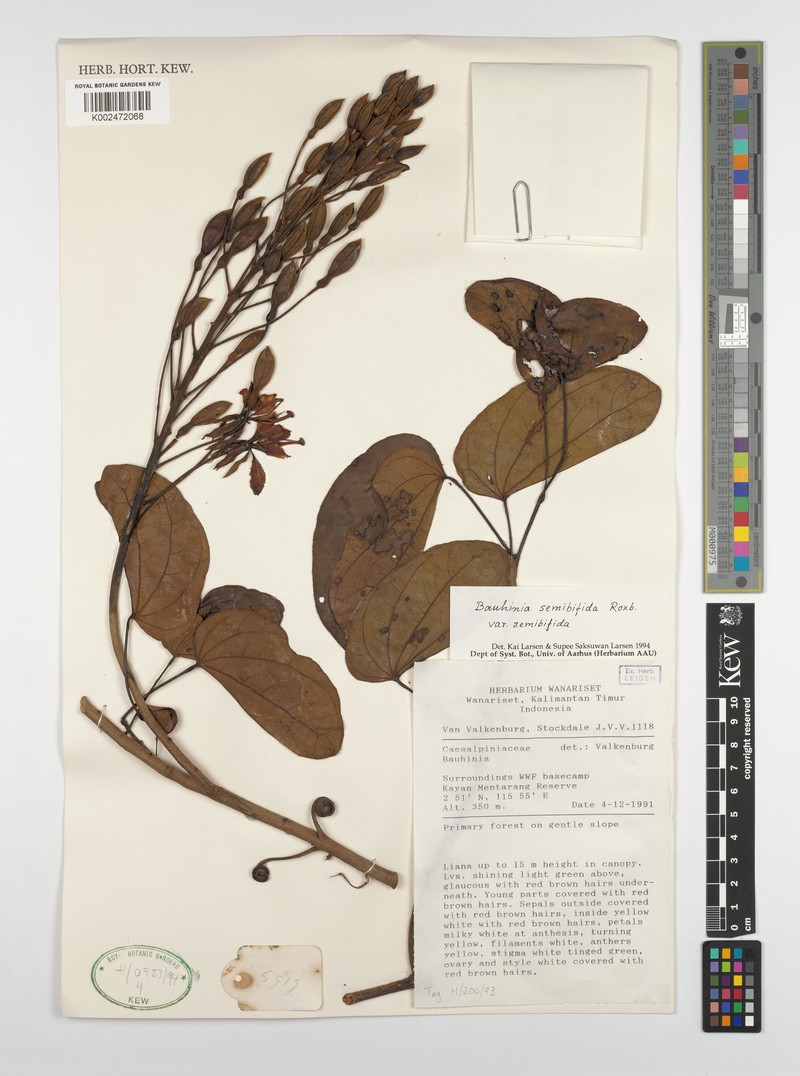 Phanera semibifida var. semibifida