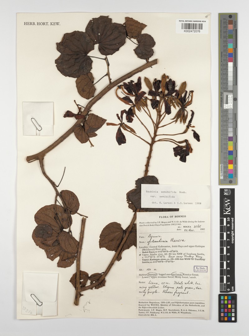 Phanera semibifida var. semibifida photo 2