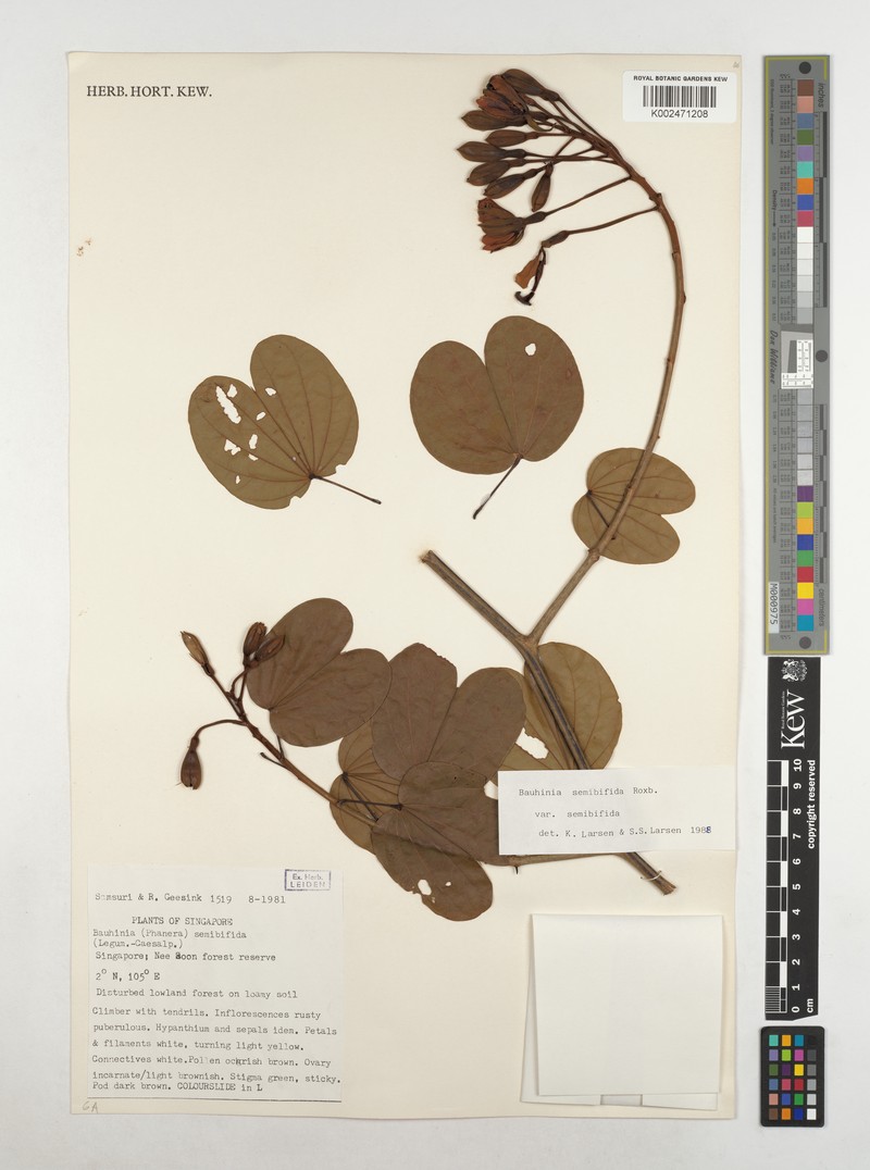 Phanera semibifida var. semibifida photo 3