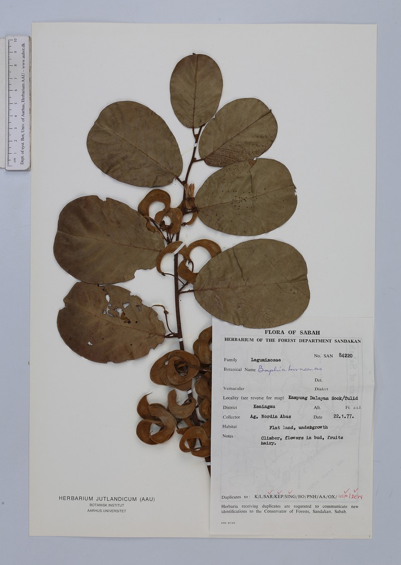 Phanera semibifida var. semibifida photo 4