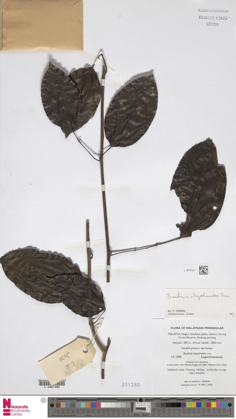 Phanera strychnoidea