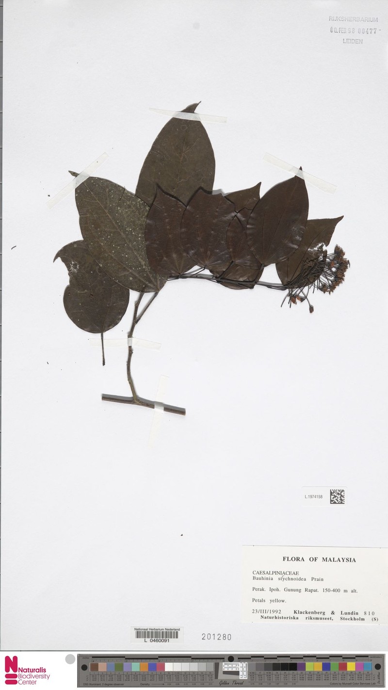 Phanera strychnoidea photo 2