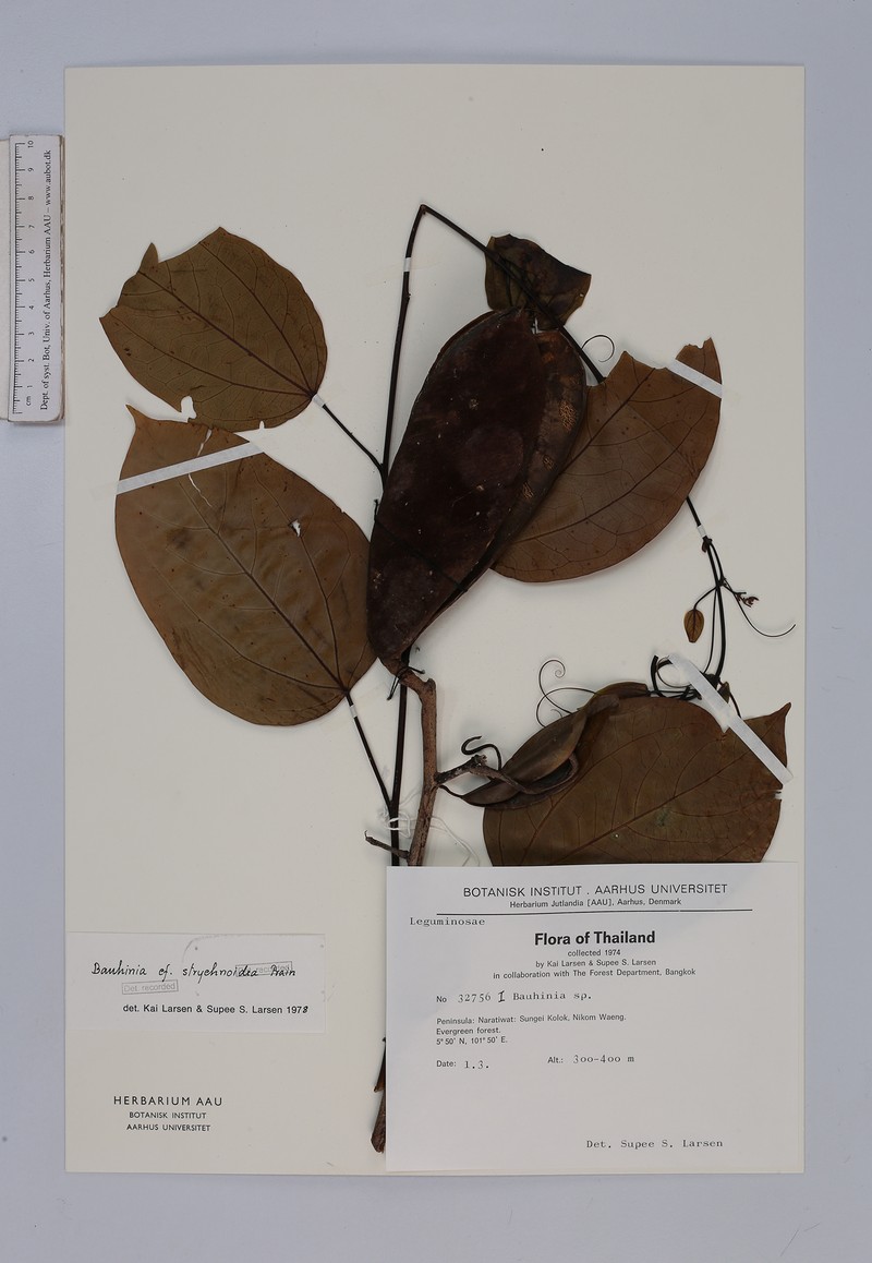 Phanera strychnoidea photo 3