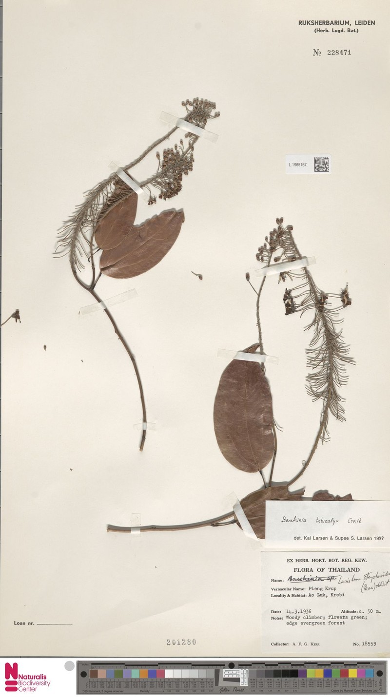 Phanera tubicalyx