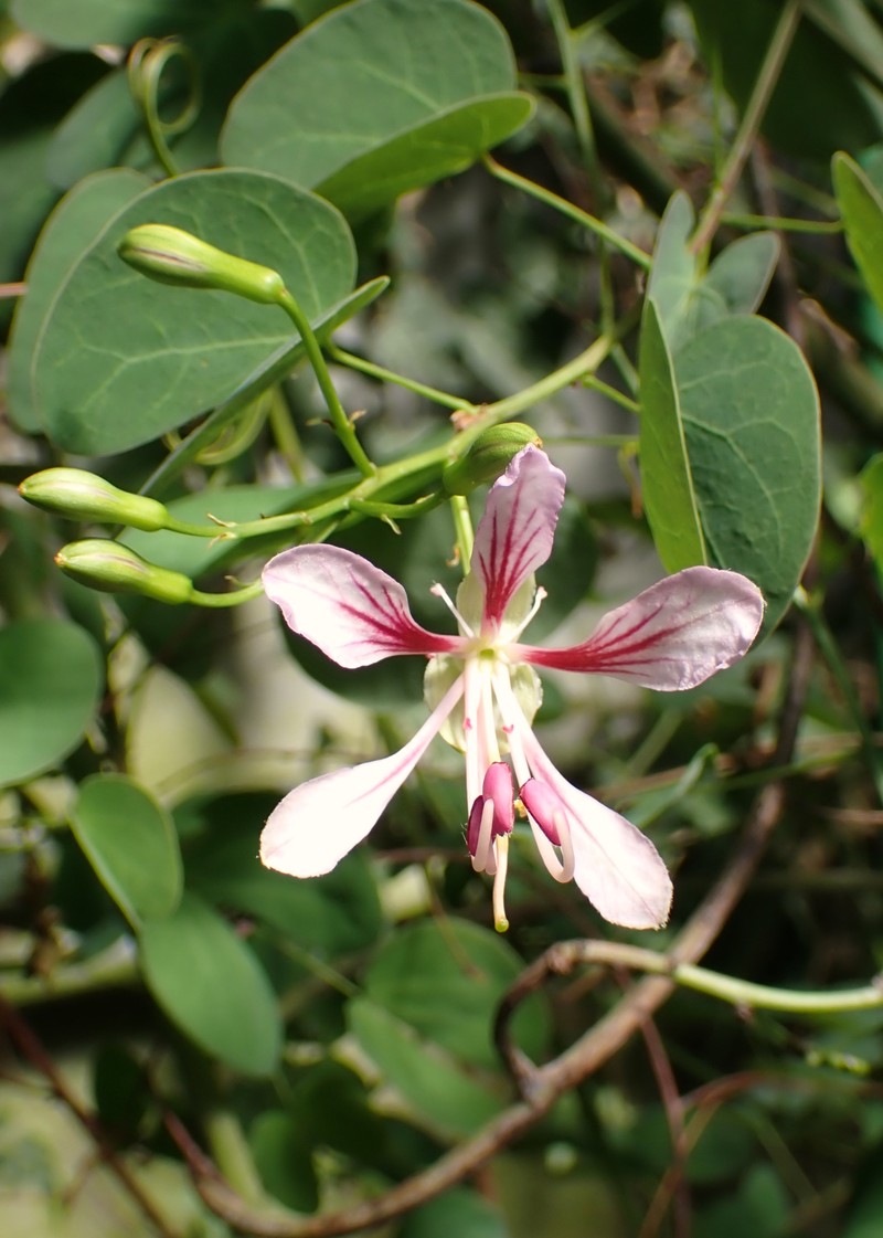 Yunnan Bauhinia photo 4