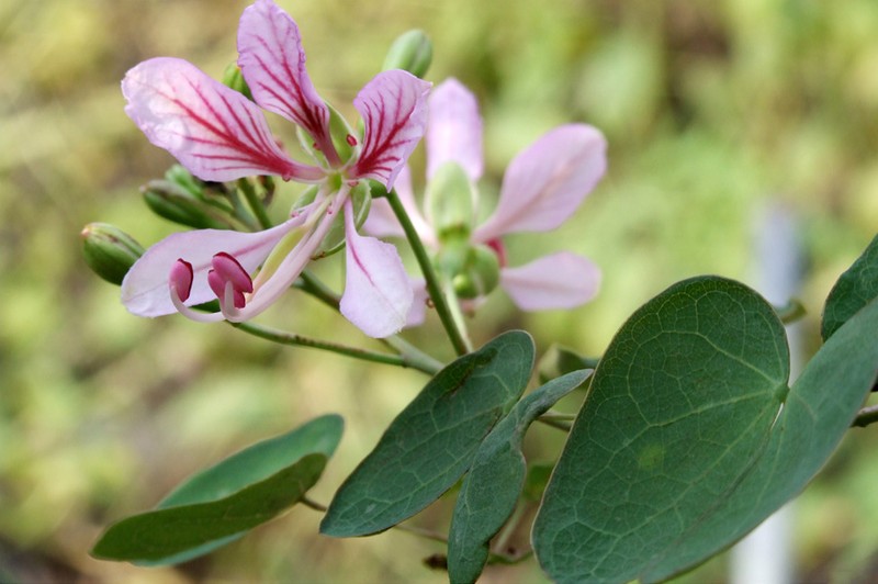 Yunnan Bauhinia photo 5