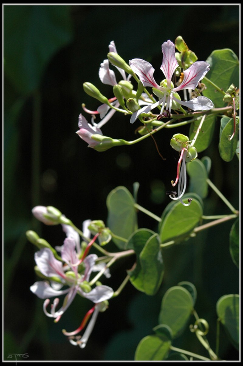 Yunnan Bauhinia photo 6