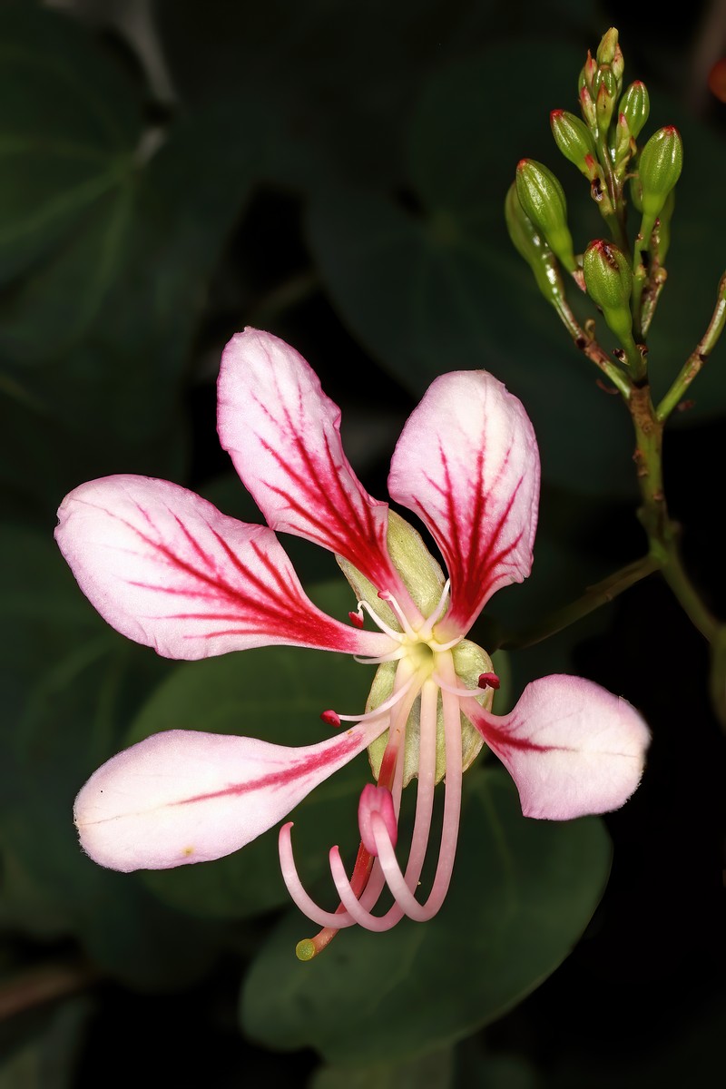 Yunnan Bauhinia photo 7
