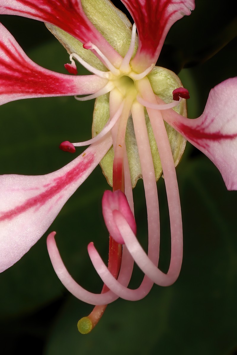 Yunnan Bauhinia photo 8