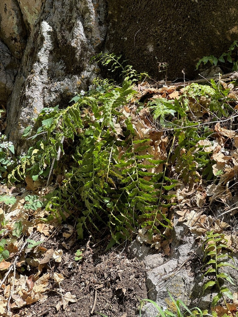 Eared Veinfern photo 2