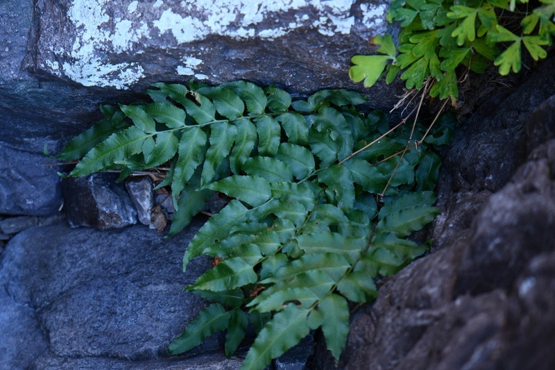 Eared Veinfern photo 5