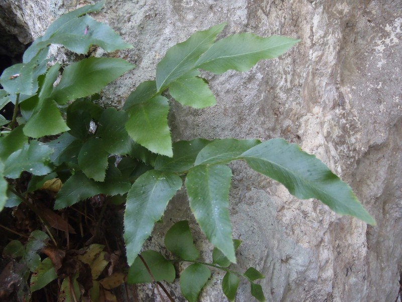 Eared Veinfern photo 7